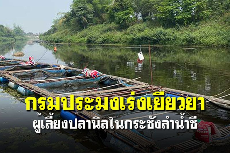 กรมประมงเร่งเยียวยา  ผู้เลี้ยงปลานิลในกระชังลำน้ำชี