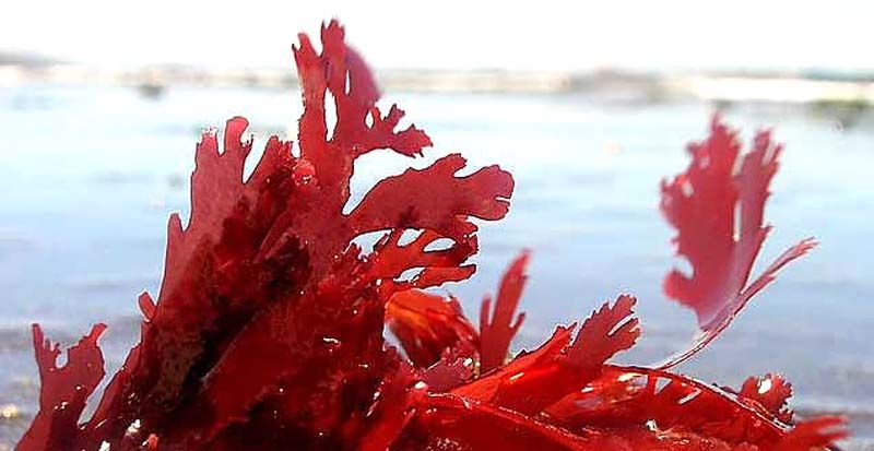 กีฬา - วิทยาศาสตร์ สำหรับเยาวชน : แอสตาแซนทิน(astaxanthin)กับประโยชน์ ...