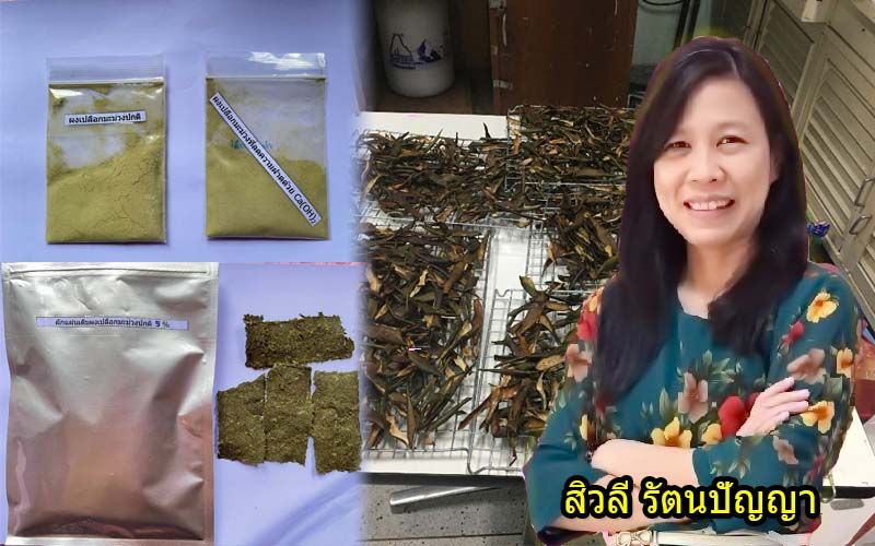 แปรรูปวัสดุเหลือทิ้งจากมะม่วง สู่แผ่นผักลดระดับน้ำตาลในเลือด