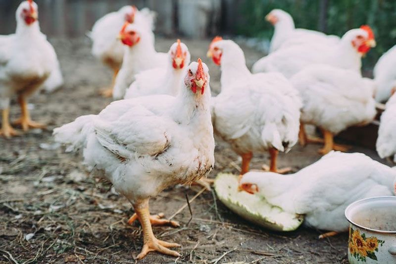 ปศุสัตว์เตือนเฝ้าระวังโรคในสัตว์ปีก หลังจีนพบผู้เสียชีวิตเพิ่มจากไข้หวัดนก