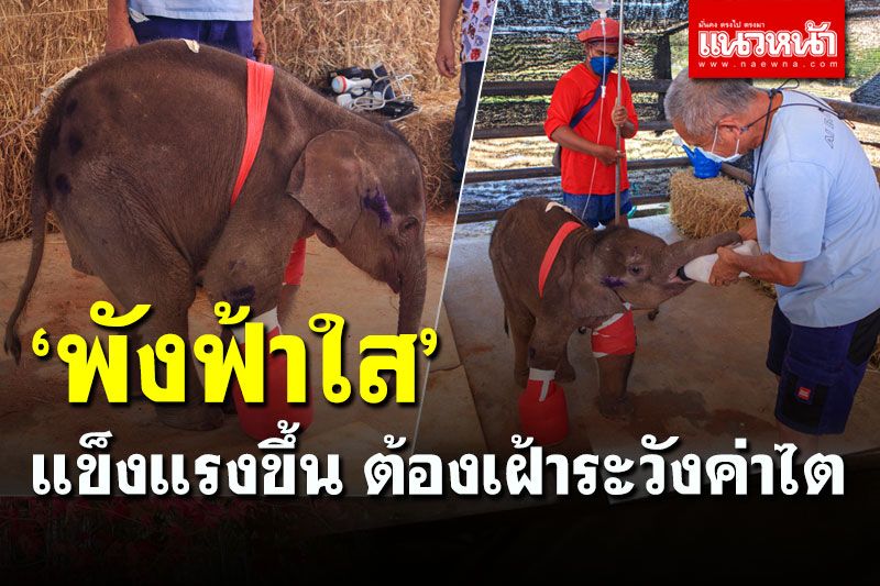 ส่งกำลังใจรัวๆ! 'พังฟ้าใส' แข็งแรงขึ้น ต้องเฝ้าระวังค่าไต-ให้ยาลดปวด-ยาบำรุง