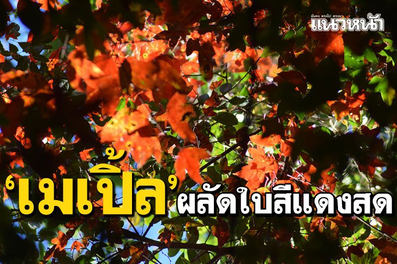 เมเปิ้ลผลัดใบสีแดงสด ปลายเดือนนี้ร่วงโรยเต็มพื้น รอนักท่องเที่ยวชมความงามถ่ายรูป