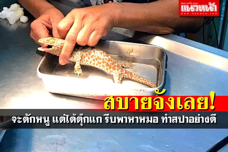ดักหนูได้'ตุ๊กแก' รีบพาหาหมอ จับรักษา-อาบน้ำ-ทำสปาอย่างดี