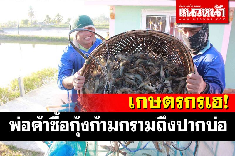 ผู้เลี้ยงกุ้งก้ามกรามรับทรัพย์! พ่อค้าซื้อถึงปากบ่อรับเปิดเมืองผ่อนคลายโควิดใกล้ปีใหม่
