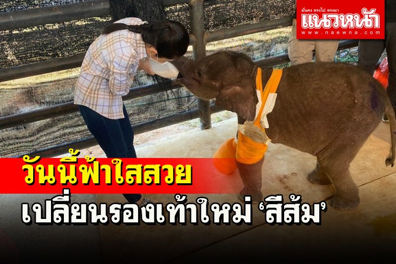 ลูกช้างป่า 'ฟ้าใส' เปลี่ยนรองเท้าสีส้มสวยใสสมชื่อต้อนรับ 'กัญจนา ศิลปอาชา'
