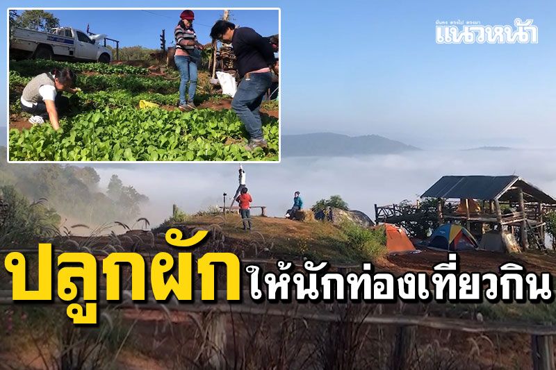 ชาวบ้านใจดี! ปลูกผักรองรับนักท่องเที่ยว ทำกับข้าวรับประทานบนภูค้อ