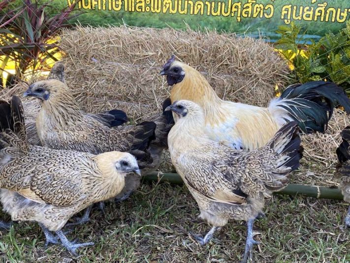 รายงานพิเศษ : ศูนย์ฯภูพานเปิดตัวไก่ดำภูพาน 4'ไก่หวายดำ' ตอบโจทย์ความต้องการเกษตรกรคนรุ่นใหม่