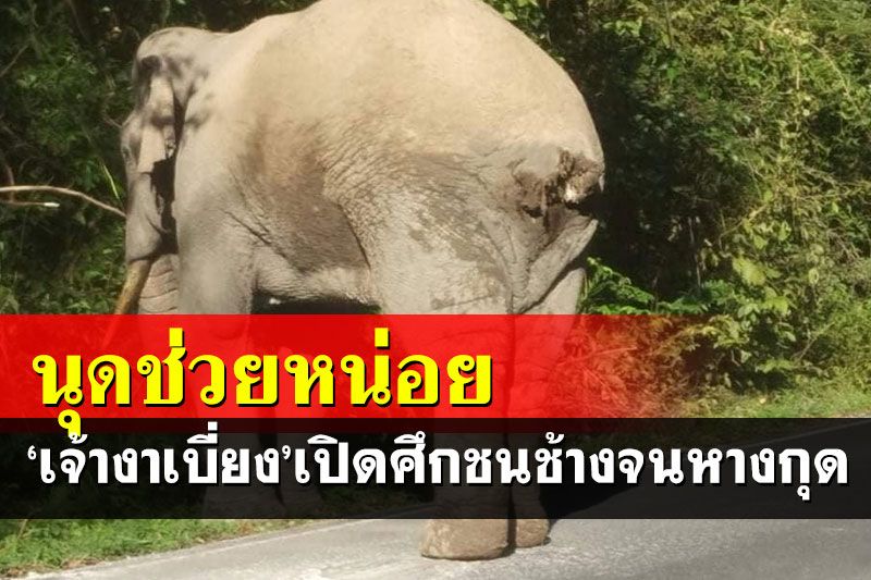 ฤดูแห่งการต่อสู้! เจ้า'งาเบี่ยง'เปิดศึกชนช้างจนหางขาด ทีมสัตวแพทย์วางแผนรักษา