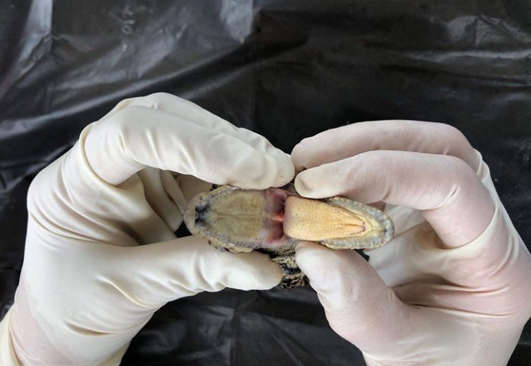 นักวิชาการมหิดลห่วงจระเข้ไทย  พบปัญหาทั้งเลี้ยงในฟาร์ม-อนุรักษ์