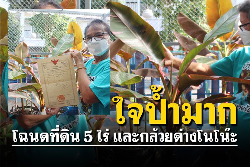 ใจแลกใจ! เปิดใจ'คุณยายรัตน์' กล้วยด่างโนโน๊ะแลกโฉนดที่ดิน5ไร่