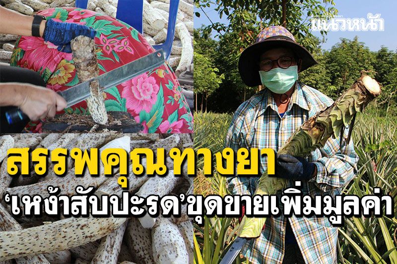 'เหง้าสับปะรด'มีสรรพคุณทางยา ชาวบ้านขุดขายต่อยอดเพิ่มมูลค่า