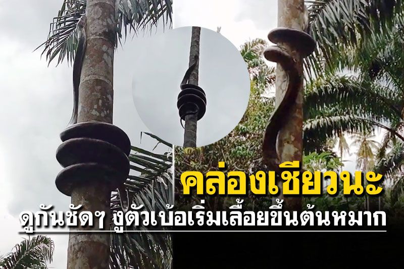 ขนลุก! ดูกันให้ชัดๆ งูเหลือมตัวเขื่อง กับวิธีขึ้นต้นหมากอย่างชิลๆ