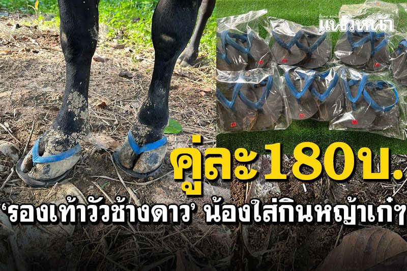 เทรนด์ใหม่! 'รองเท้าน้องวัว'แตะคีบช้างดาว' ซื้อให้น้องใส่เดินกินหญ้าเก๋ๆ