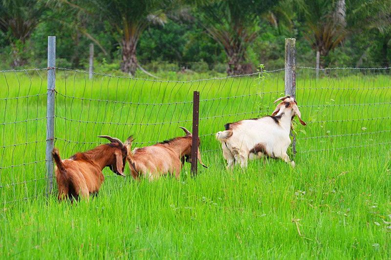 วช. หนุนแผนงานวิจัย พัฒนา ขับเคลื่อนการเลี้ยงแพะภาคใต้ สร้างมาตรฐาน GMP HALAL