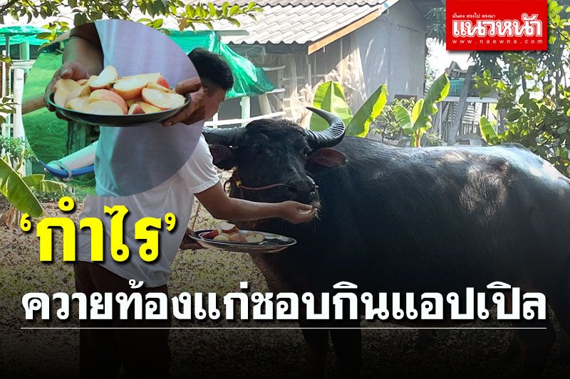 สุดแปลก! 'กำไร' ควายไทยท้องแก่ถูกไถ่ชีวิตจากโรงเชือด ชอบกินแอปเปิล
