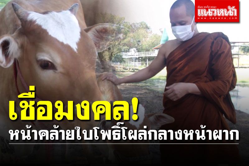 ฮือฮาอีกแล้ว! พญาวัวแคระหน้าคล้ายใบโพธิ์โผล่กลางหน้าผาก เชื่อเป็นมงคล