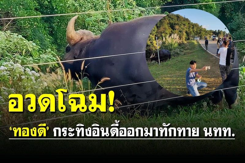 ทักทายมนุษย์! 'ทองดี' กระทิงอินดี้ออกมาโชว์ตัว นทท.แห่ถ่ายรูปเก็บไว้ดู