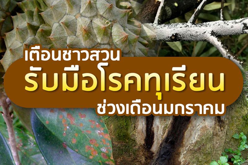 เตือนชาวสวนทุเรียนภาคตะวันออกเฝ้าระวัง 3 โรครุมระบาดช่วงต้นปี