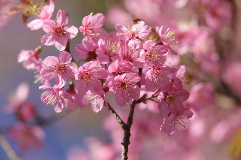 นางพญาเสือโคร่ง ภูลมโลจังหวัดเลย บานพร้อมต้อนรับนักท่องเที่ยว