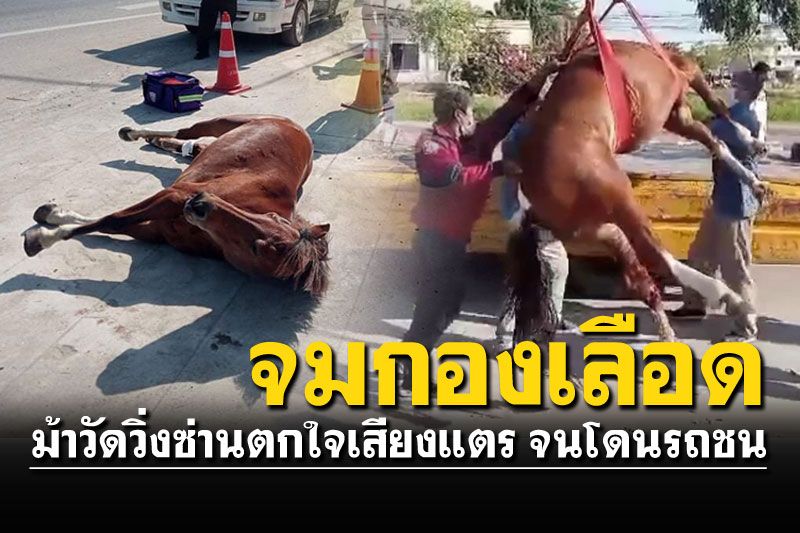 สุดสงสาร! ม้าวัดตกใจเสียงแตร วิ่งข้ามถนนถูกเก๋งชนขาหักกลางถนน