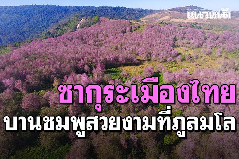 'ภูลมโล'ยังคึกคัก นักท่องเที่ยวแห่ชมซากุระเมืองไทย บานชมพูสะพรั่งทั่วภูเขา
