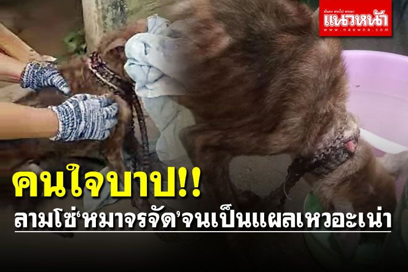 สุดเวทนา! คนใจบาปลามโซ่'หมาจรจัด'จนเป็นแผลเหวอะเน่า