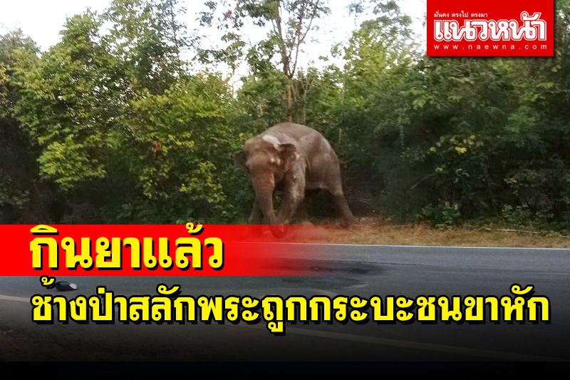 ช้างป่าสลักพระถูกกระบะชนขาหักกินยาแล้ว เตือนอย่าเข้าใกล้นิสัยดุ
