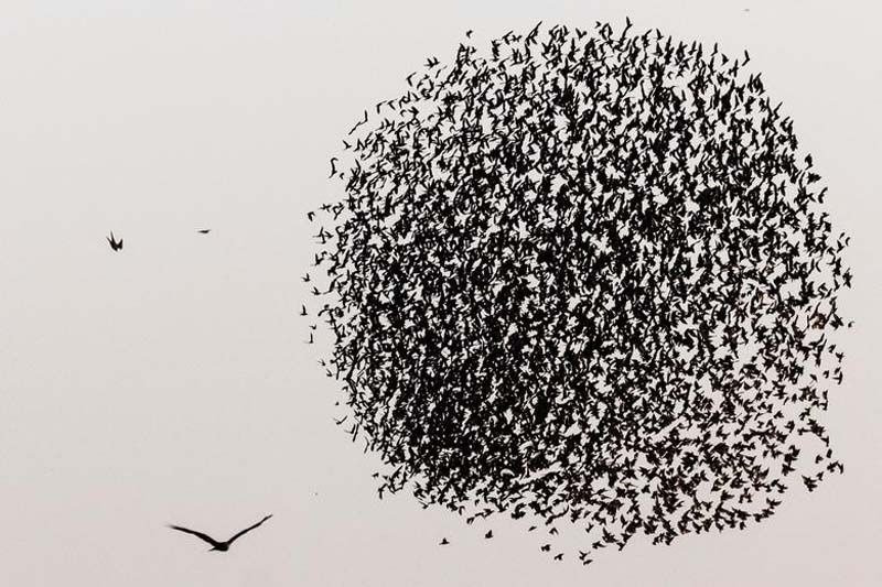 Photo of the week : ภาพเด็ดประจำสัปดาห์