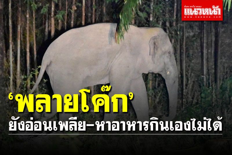 'พลายโค๊ก' ช้างป่าบาดเจ็บจากการต่อสู้ ยังอ่อนเพลีย-หาอาหารกินเองไม่ได้