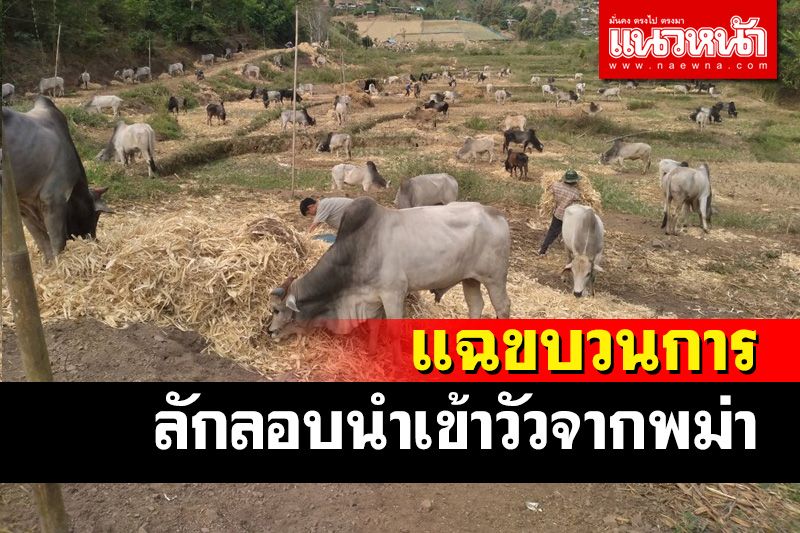 แฉขบวนการลักลอบนำเข้าวัวจากพม่าอย่างโจ่งครึ่ม หน่วยงานเกี่ยวข้องยังนิ่งเฉย