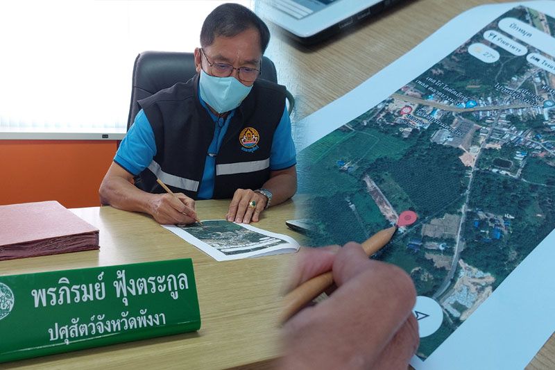 ‘อหิวาต์สุกร’ลามพังงา!ประกาศ‘บ้านบางม่วง’เขตโรคระบาด ทำลายแล้ว 79 ตัว