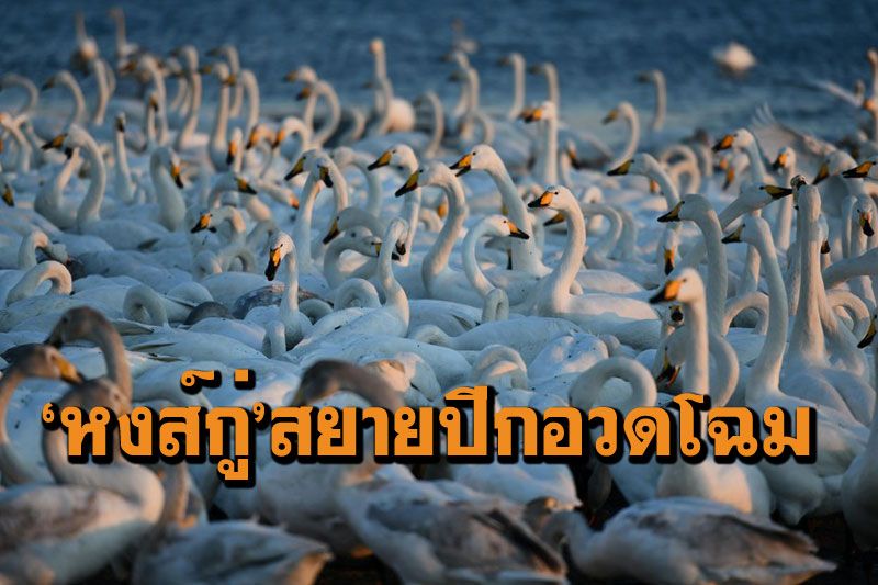 ฝูง‘หงส์กู่’สยายปีกงามสง่า อวดโฉมดึงดูดตาช่างภาพ