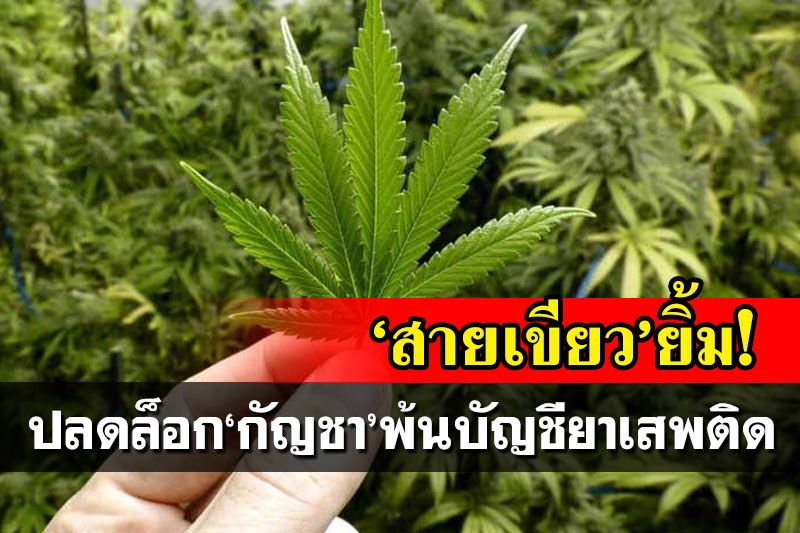 ‘สายเขียว’ยิ้ม!บอร์ดควบคุมยาเสพติดลงมติ ปลดล็อก‘กัญชา’พ้นบัญชีประเภท5