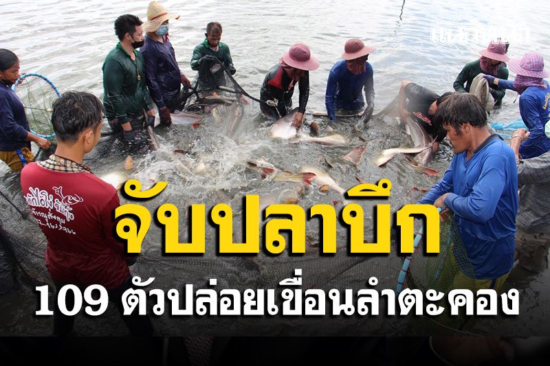 ระดมจับปลาบึก 109 ตัวหลังผู้ใจบุญทุ่มซื้อกว่าแสนบาทนำไปปล่อยเขื่อนลำตะคอง