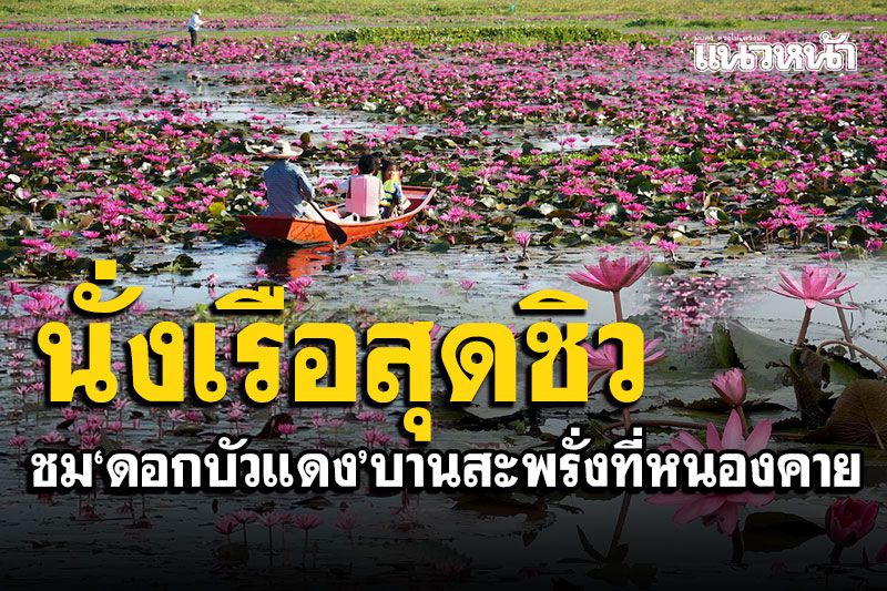 นั่งเรือสุดชิว! ชม'ดอกบัวแดง' บานชมพูสะพรั่งที่หนองคาย