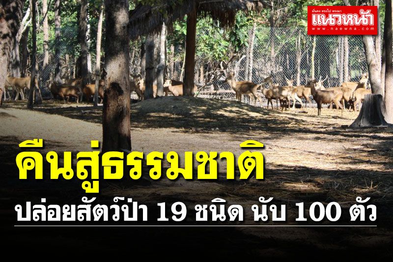 สถานีเพาะเลี้ยงสัตว์ป่าห้วยขาแข้งปล่อยสัตว์ป่า 19 ชนิด คืนสู่ธรรมชาติ