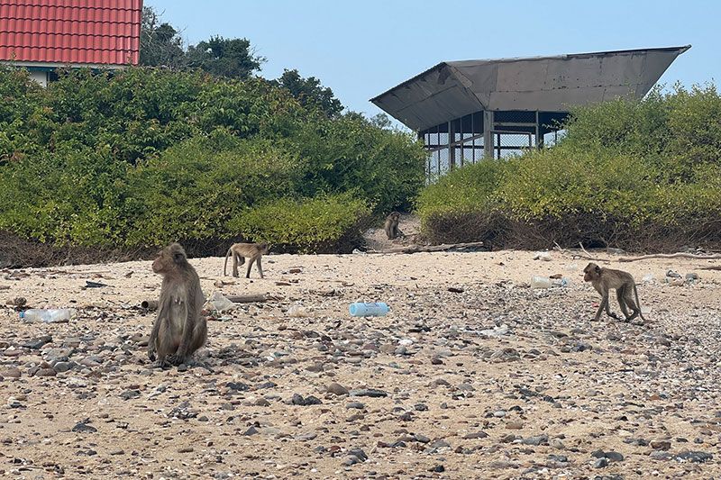 ลุยสำรวจ'เกาะเป็ด' ช่วย'ลิงแสม' เลี้ยงอาหาร-สร้างแหล่งน้ำจืดธรรมชาติ