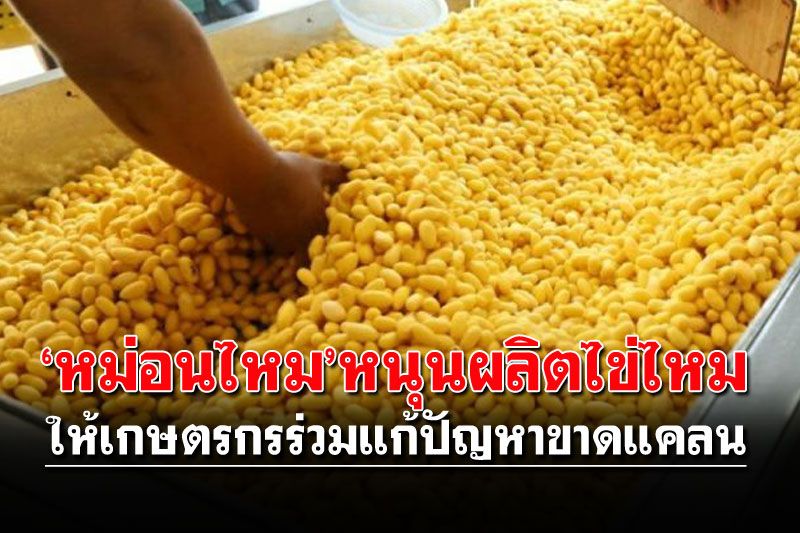 ‘หม่อนไหม’หนุนผลิตไข่ไหม  ให้เกษตรกรร่วมแก้ปัญหาขาดแคลน