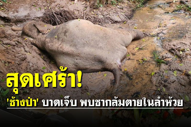 เศร้า! จนท.อุทยานฯ ตามหา 'ช้างป่า' บาดเจ็บ พบเป็นซากล้มตายในลำห้วย