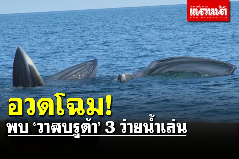 'เจ้าเปรมปรีด์' วาฬบรูด้าพาเพื่อนอวดโฉม ใกล้ อช.หมู่เกาะอ่างทอง