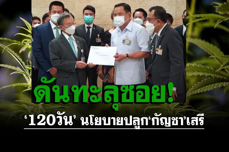 ลุ้น120วัน!‘ภูมิใจไทย’ดันทะลุซอย ปลูก‘กัญชา’เสรีเพื่อสุขภาพ