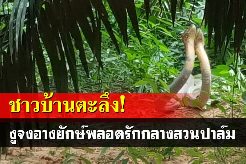 ชาวบ้านตกตะลึง! จงอางยักษ์พลอดรักกลางสวนปาล์ม แห่ตีเลขเด็ดลุ้นโชค