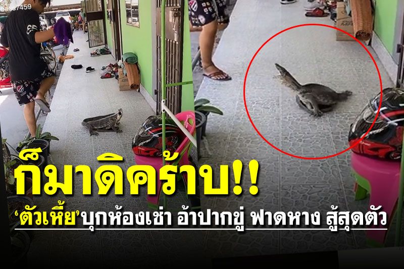 อย่างดุเลยพี่! ตัวเงินตัวทองบุกห้องเช่า อ้าปากขู่ ฟาดหาง สู้สุดตัว