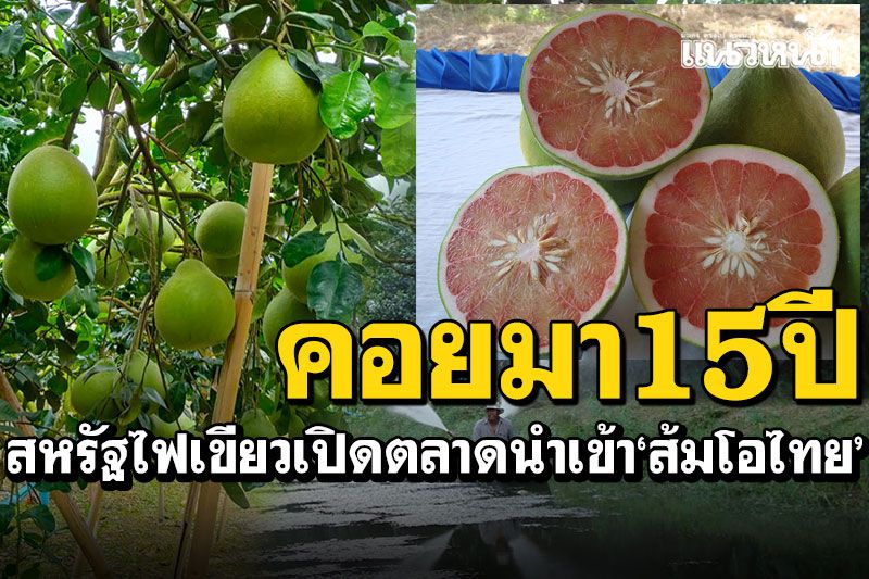 คอยนาน15ปี! สหรัฐไฟเขียวเปิดตลาดนำเข้า'ส้มโอไทย'ไม่จำกัดพันธุ์