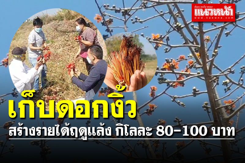ชาวบ้านเก็บ 'ดอกงิ้ว' ของหายาก สร้างรายได้ช่วงฤดูแล้ง