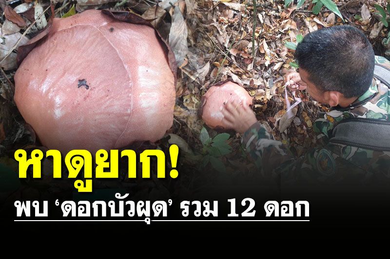 หาดูยาก! เขตห้ามล่าสัตว์ป่าเขาเหรง พบ ‘ดอกบัวผุด’ รวม 12 ดอก