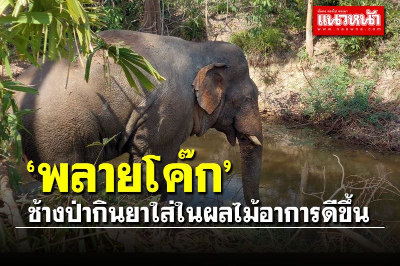 พลายโค๊ก อาการดีขึ้น หลังกินยาที่ถูกใส่ในผลไม้