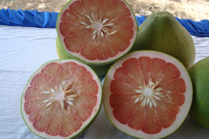 นายกฯเร่งผลักดันผลไม้ไทยเชิงรุก สร้างรายได้เกษตรกร เพิ่มมูลค่าการส่งออก