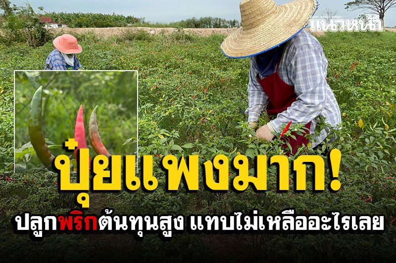 ปุ๋ยแพงมาก! เกษตรกรปลูกพริกริมโขง วอนรัฐคุมราคา ต้นทุนสูงแทบไม่เหลืออะไร