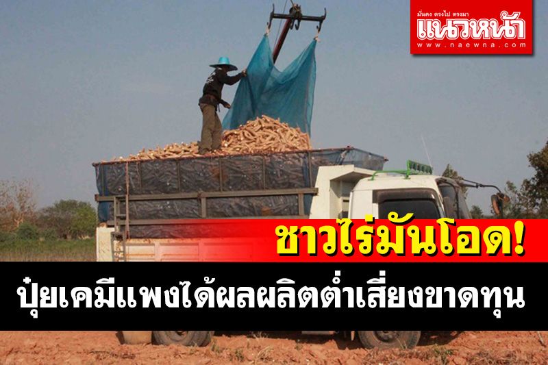 ชาวไร่มันเมืองน้ำดำโอดปุ๋ยเคมีราคาแพง-ได้ผลผลิตต่ำเสี่ยงขาดทุน